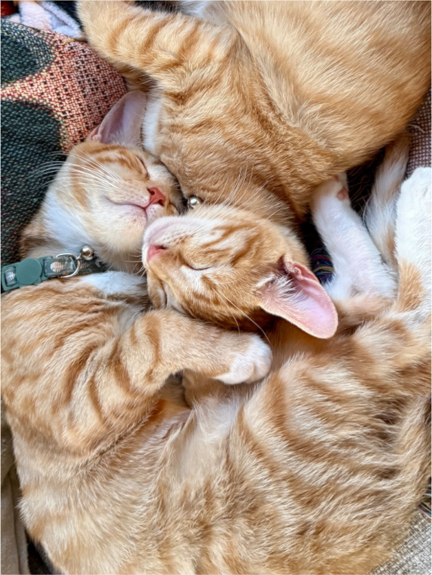 Two orange tabby kittens curled up together asleep, intertwined with their heads resting beside one another.