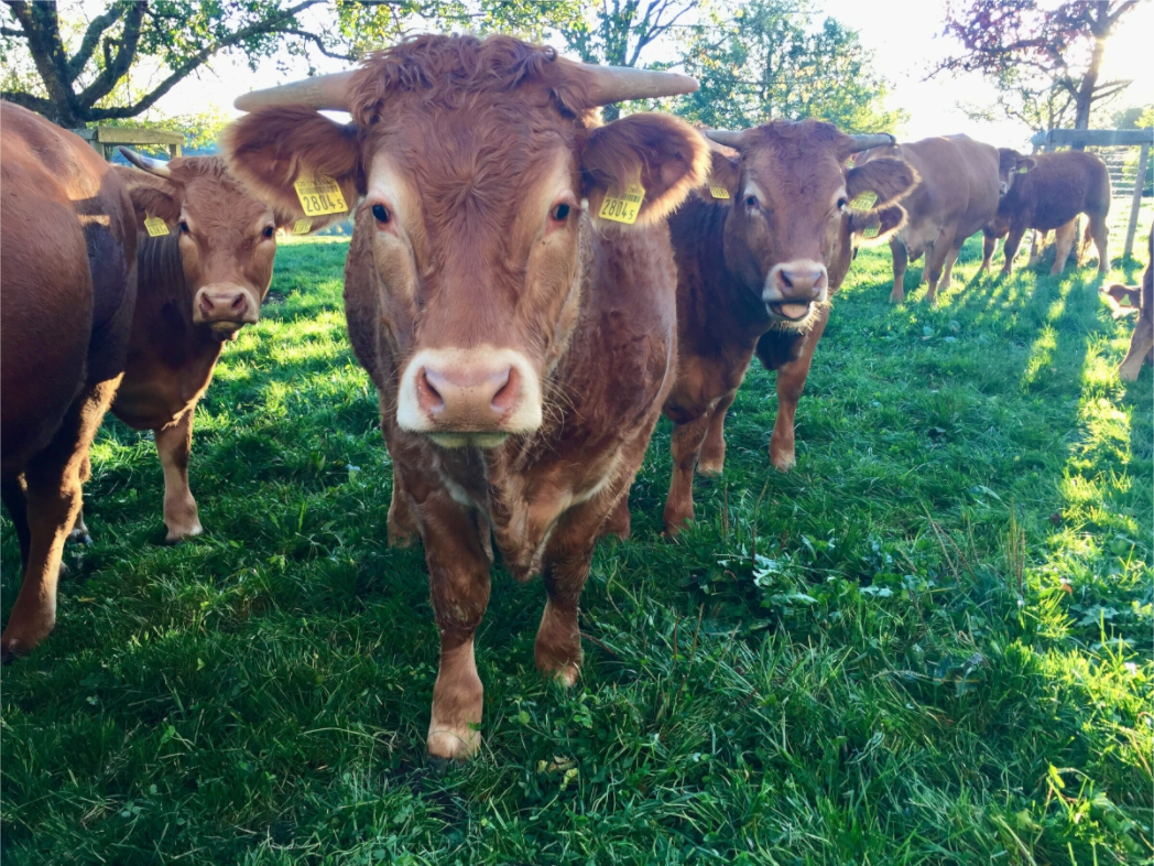 Curious brown cow standing close to the camera with a herd of cattle in a sunlit green pasture on a farm in Switzerland.