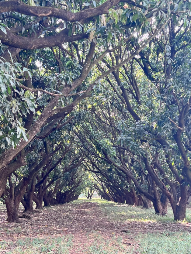 Rows of mango trees forming a natural tunnel beneath a dense green canopy in Costa Rica.