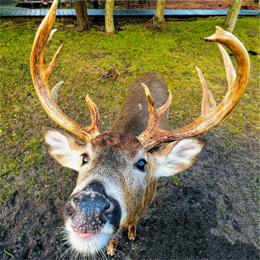 Curious deer peeking through coastal vegetation on Fire Island, New York.
