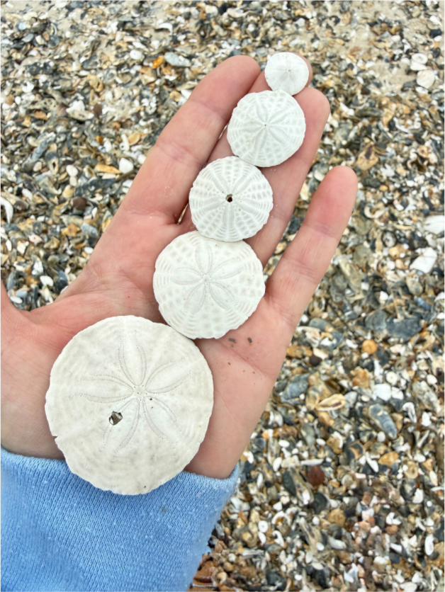 Five white sand dollars of different sizes arranged in a hand above a shell-covered Fire Island beach.