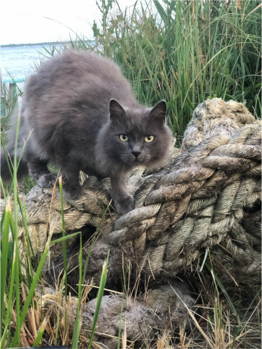Gray cat perched on a large weathered dock line surrounded by marsh grass on an island in the Great South Bay, New York.