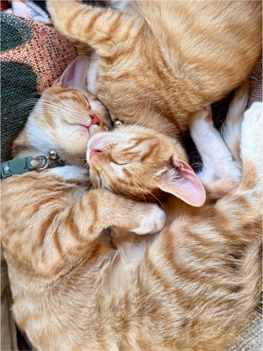 Two orange tabby kittens curled up together asleep, intertwined with their heads resting beside one another.