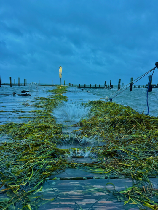 Fall Nor’easter flooding a dock on Fire Island as waves from the Great South Bay wash over the boards and leave eelgrass along the shoreline.