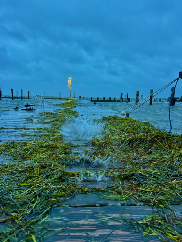 Fall Nor’easter flooding a dock on Fire Island as waves from the Great South Bay wash over the boards and leave eelgrass along the shoreline.